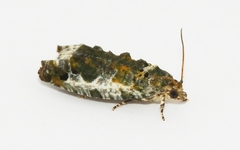 Proteoteras naracana