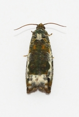 Proteoteras naracana