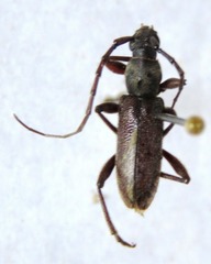 Anelaphus misellus