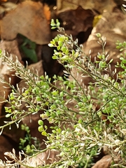 Lepidium ruderale