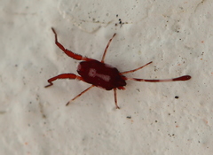 Erythraeoidea