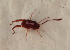 Erythraeoidea