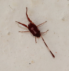 Erythraeoidea