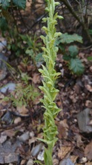 Platanthera brevifolia