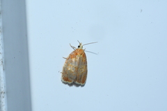 Acleris curvalana
