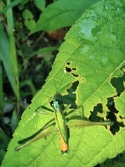 Eumastax