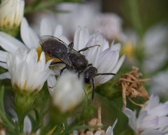 Sphecodes davisii