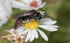Sphecodes davisii