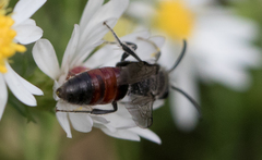 Sphecodes davisii