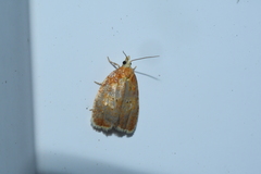 Acleris curvalana
