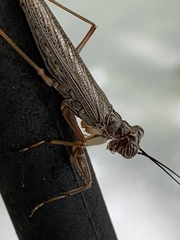 Mantoida