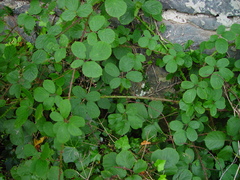 Rubus errabundus