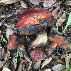 Exsudoporus permagnificus
