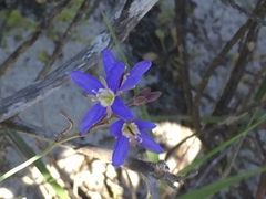 Heliophila adpressa