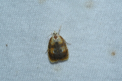 Acleris curvalana