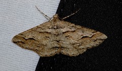Syneora fractata