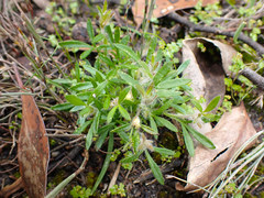 Xanthosia huegelii