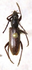 Anelaphus misellus