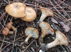 Bonomyces afrosinopicus