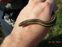 Thamnophis butleri