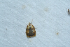 Acleris curvalana