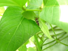Coelophora bissellata