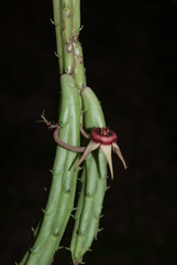 Huernia procumbens