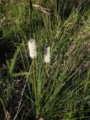 Xanthorrhoea minor minor