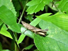 Phlaeoba antennata