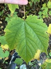 Acer spicatum