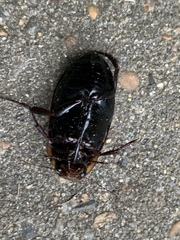 Dytiscus semisulcatus