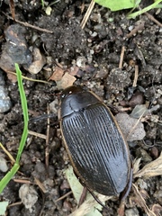 Dytiscus semisulcatus