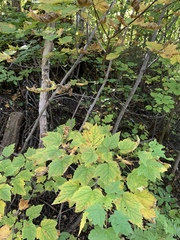Acer spicatum