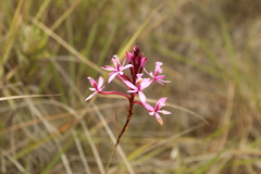 Epidendrum arachnoglossum