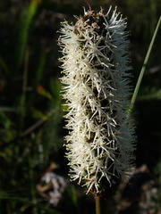 Xanthorrhoea minor minor