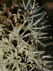 Xanthorrhoea minor minor