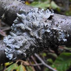 Hypotrachyna showmanii