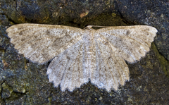 Dicrognophos sartata