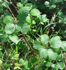 Rubus cardiophyllus