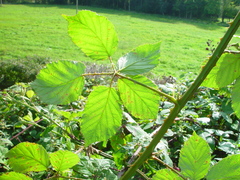 Rubus cardiophyllus