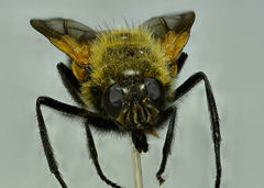 Mesembrina decipiens