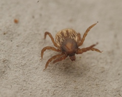 Ixodes frontalis