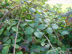 Rubus bartonii