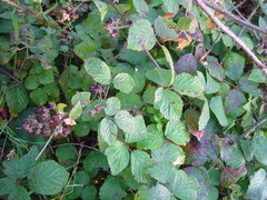 Rubus bartonii