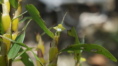 Dendrobium viridiflorum