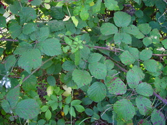 Rubus bartonii