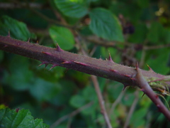 Rubus bartonii