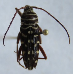 Placosternus crinicornis