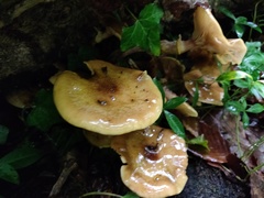 Armillaria mellea