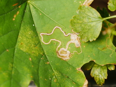 Stigmella aceris
